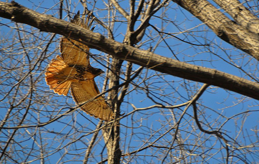 dsc_3796_.jpg - Central Park